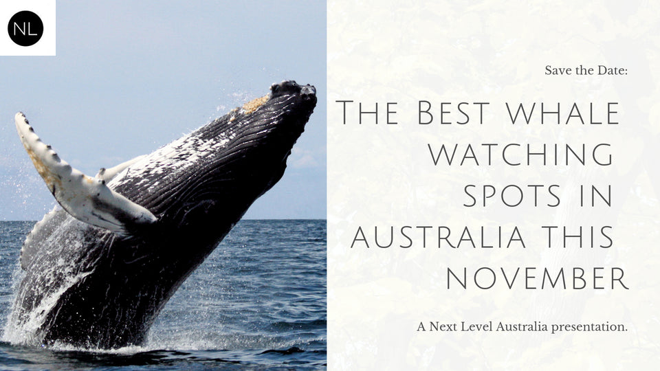 The Best Whale Watching Spots in Australia this November
